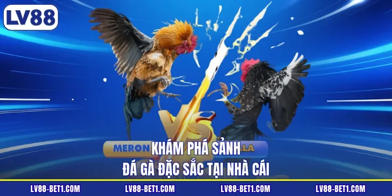 Khám phá sảnh đá gà đặc sắc tại nhà cái